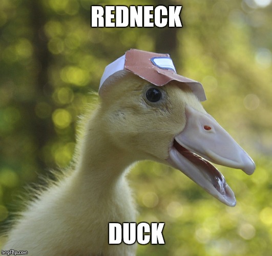 TRUCKER | REDNECK; DUCK | image tagged in duck,ducks,redneck | made w/ Imgflip meme maker