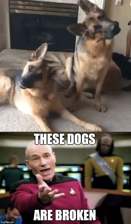 THESE DOGS; ARE BROKEN | image tagged in memes,picard wtf,dogs | made w/ Imgflip meme maker