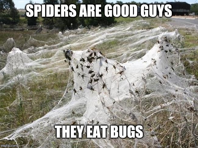 SPIDERS ARE GOOD GUYS THEY EAT BUGS | made w/ Imgflip meme maker