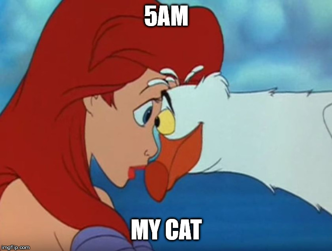 5AM; MY CAT | image tagged in cats,funny cats,breakfast,too early,funnymemes,kitty | made w/ Imgflip meme maker