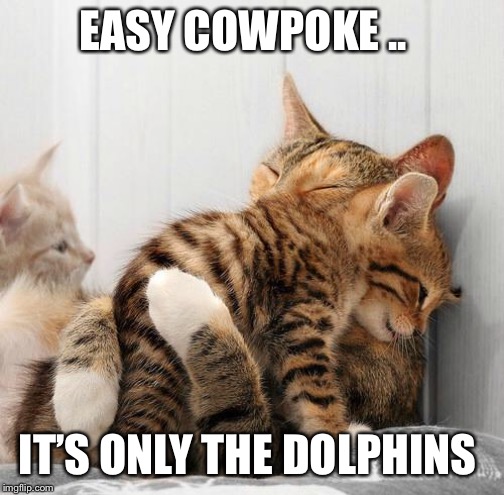Consoling Kittens | EASY COWPOKE .. IT’S ONLY THE DOLPHINS | image tagged in consoling kittens | made w/ Imgflip meme maker