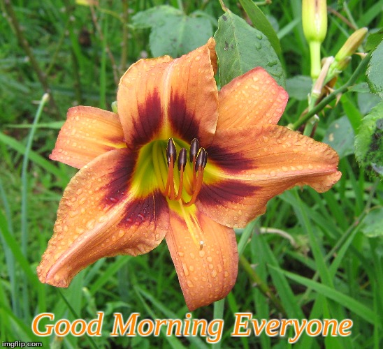 Good Morning Everyone | Good Morning Everyone | image tagged in memes,good morning,flowers,good morning flowers | made w/ Imgflip meme maker