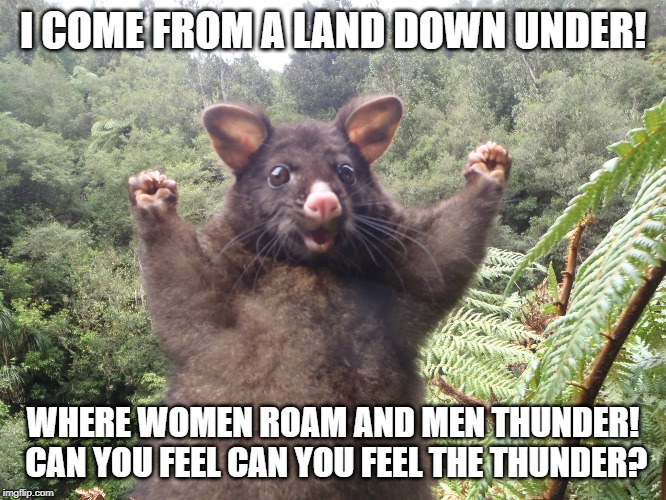 Australian possum | I COME FROM A LAND DOWN UNDER! WHERE WOMEN ROAM AND MEN THUNDER!  CAN YOU FEEL CAN YOU FEEL THE THUNDER? | image tagged in australian possum | made w/ Imgflip meme maker