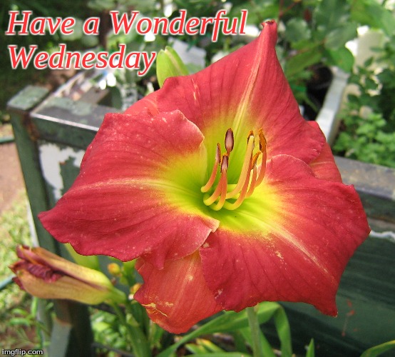 Have a Wonderful Wednesday | Have a Wonderful
Wednesday | image tagged in memes,flowers,good morning,good morning flowers,wednesday | made w/ Imgflip meme maker