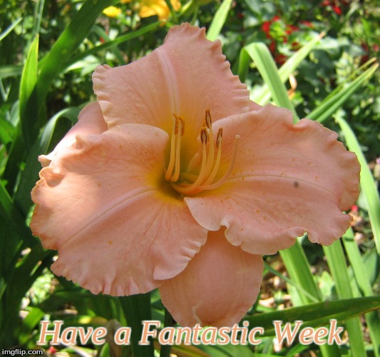 Have a Fantastic Week | Have a Fantastic Week | image tagged in memes,flowers,good morning,good morning flowers | made w/ Imgflip meme maker