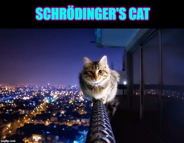 nope | SCHRÖDINGER'S CAT | image tagged in nope | made w/ Imgflip meme maker