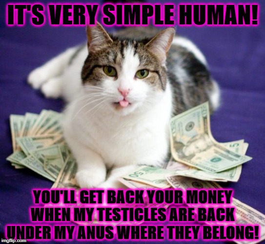 MONEY FOR BALLS | IT'S VERY SIMPLE HUMAN! YOU'LL GET BACK YOUR MONEY WHEN MY TESTICLES ARE BACK UNDER MY ANUS WHERE THEY BELONG! | image tagged in money for balls | made w/ Imgflip meme maker