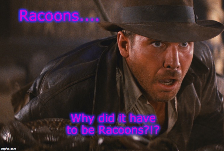 Indiana Jones raccoons | Racoons.... Why did it have to be Racoons?!? | image tagged in why,humor | made w/ Imgflip meme maker