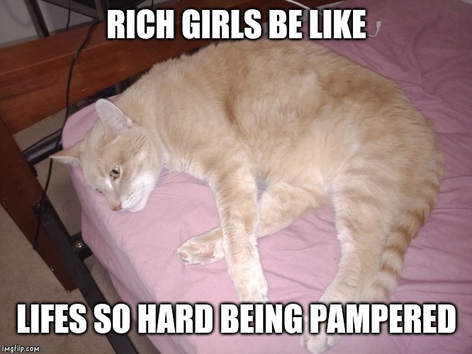 Rich girls be like | RICH GIRLS BE LIKE; LIFES SO HARD BEING PAMPERED | image tagged in hard life,cat,cats,funny cat memes,cute cats,fat cat | made w/ Imgflip meme maker