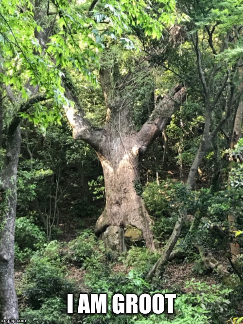 I am groot | I AM GROOT | image tagged in i am groot,groot,guardians of the galaxy,tree | made w/ Imgflip meme maker