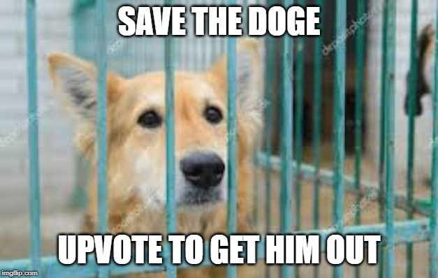  SAVE THE DOGE; UPVOTE TO GET HIM OUT | image tagged in plz | made w/ Imgflip meme maker