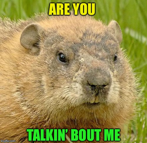 woodchuckpun | ARE YOU TALKIN’ BOUT ME | image tagged in woodchuckpun | made w/ Imgflip meme maker