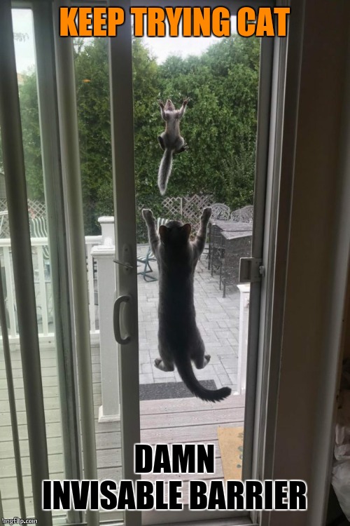 CAT SCREEN | KEEP TRYING CAT; DAMN INVISABLE BARRIER | image tagged in cats,funny cats | made w/ Imgflip meme maker