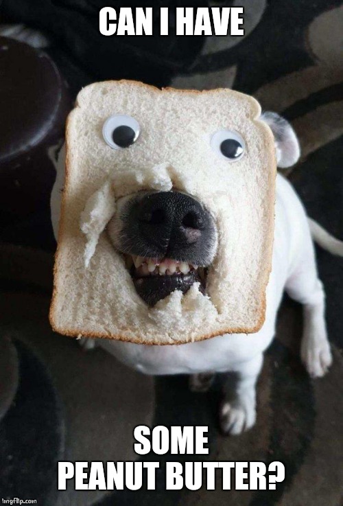 DOG BREAD | CAN I HAVE; SOME PEANUT BUTTER? | image tagged in dogs,funny dogs | made w/ Imgflip meme maker