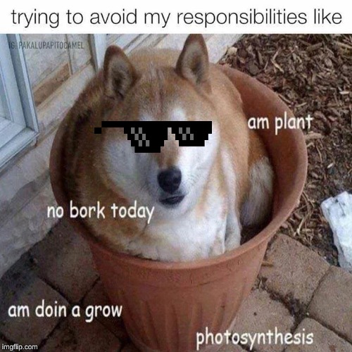 image tagged in plant,dog,sunglass doge,doge | made w/ Imgflip meme maker