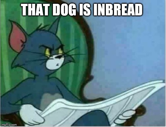 Interrupting Tom's Read | THAT DOG IS INBREAD | image tagged in interrupting tom's read | made w/ Imgflip meme maker