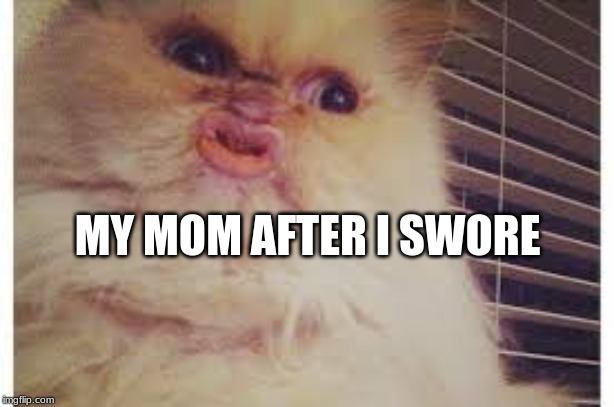 MY MOM AFTER I SWORE | image tagged in lolcats,area 51 | made w/ Imgflip meme maker