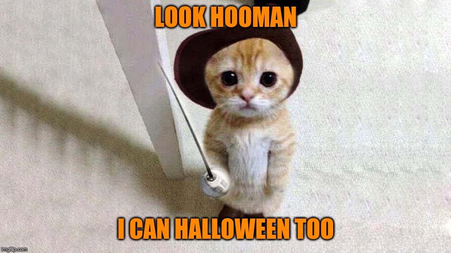Halloween is coming up so... | LOOK HOOMAN; I CAN HALLOWEEN TOO | image tagged in cute,cats,puss in boots,halloween | made w/ Imgflip meme maker