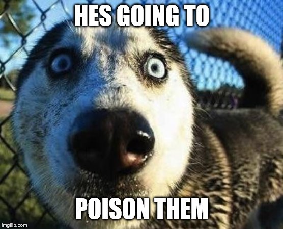 Scared dog | HES GOING TO POISON THEM | image tagged in scared dog | made w/ Imgflip meme maker