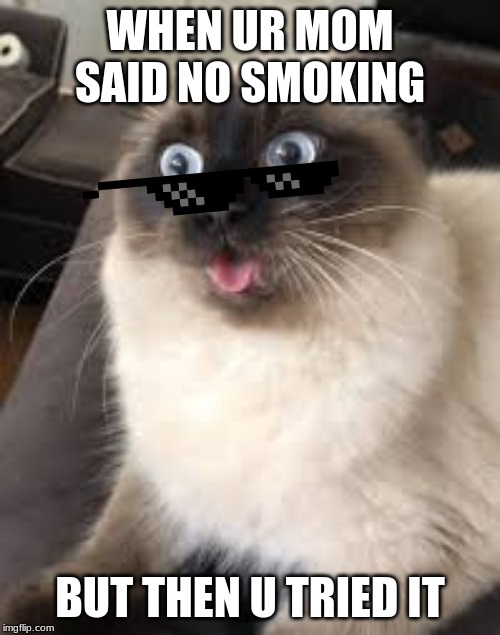 savage cat | WHEN UR MOM SAID NO SMOKING; BUT THEN U TRIED IT | image tagged in cats,memes | made w/ Imgflip meme maker