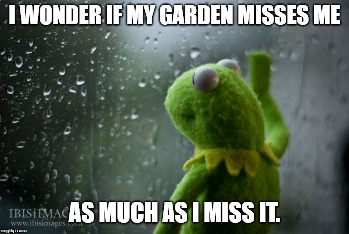 Kermit's garden | I WONDER IF MY GARDEN MISSES ME; AS MUCH AS I MISS IT. | image tagged in kermit window,garden,rain,stormy day,boredom | made w/ Imgflip meme maker