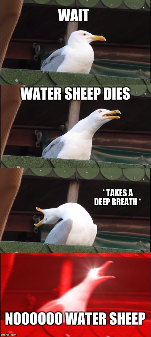 Inhaling Seagull Meme | WAIT; WATER SHEEP DIES; * TAKES A DEEP BREATH *; NOOOOOO WATER SHEEP | image tagged in memes,inhaling seagull | made w/ Imgflip meme maker