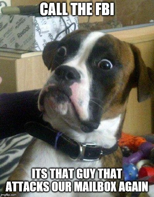 Surprised Dog | CALL THE FBI; ITS THAT GUY THAT ATTACKS OUR MAILBOX AGAIN | image tagged in surprised dog | made w/ Imgflip meme maker