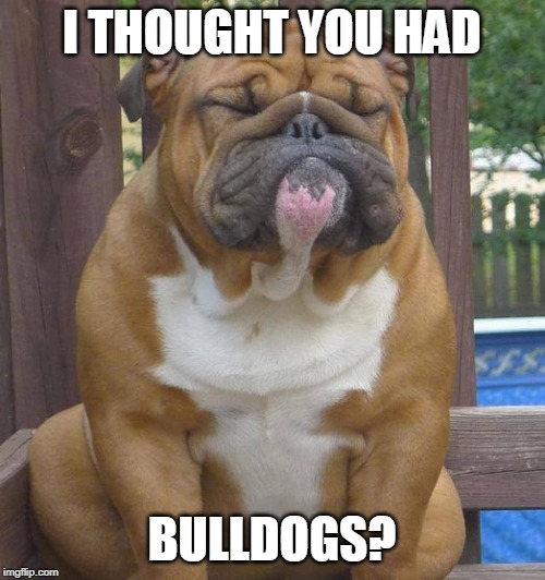 English bull dog | I THOUGHT YOU HAD BULLDOGS? | image tagged in english bull dog | made w/ Imgflip meme maker