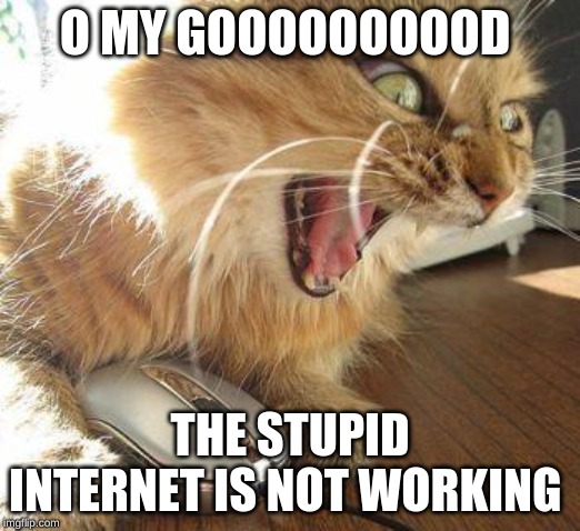 angry cat | O MY GOOOOOOOOOD; THE STUPID INTERNET IS NOT WORKING | image tagged in angry cat | made w/ Imgflip meme maker