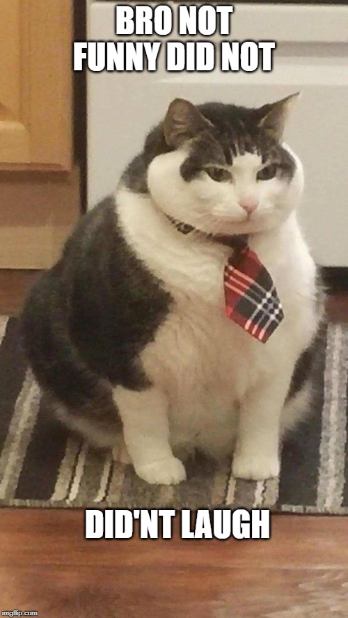 BRO NOT FUNNY DID NOT; DID'NT LAUGH | image tagged in chonker,cat,cats | made w/ Imgflip meme maker