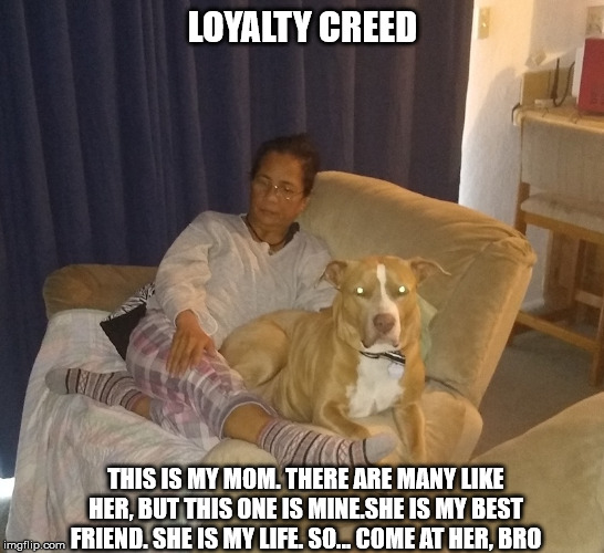 A Dog's Life | LOYALTY CREED; THIS IS MY MOM. THERE ARE MANY LIKE HER, BUT THIS ONE IS MINE.SHE IS MY BEST FRIEND. SHE IS MY LIFE. SO... COME AT HER, BRO | image tagged in piddie,pit bulls,dogs,loyalty,man's best friend,pets | made w/ Imgflip meme maker