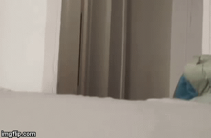 Do I Smell 9 Lives? | image tagged in gifs,funny cat | made w/ Imgflip video-to-gif maker
