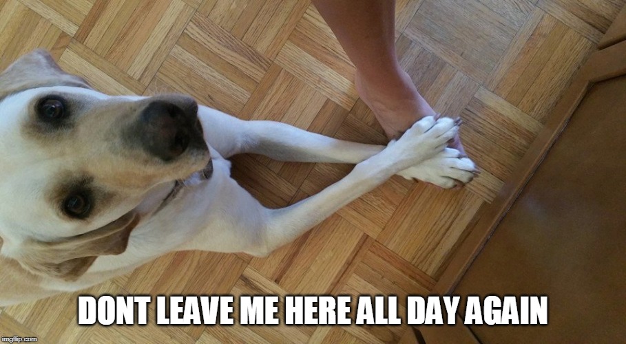 ITS ALWAYS SAD TO LEAVE YOUR PETS | DONT LEAVE ME HERE ALL DAY AGAIN | image tagged in dogs,doge | made w/ Imgflip meme maker