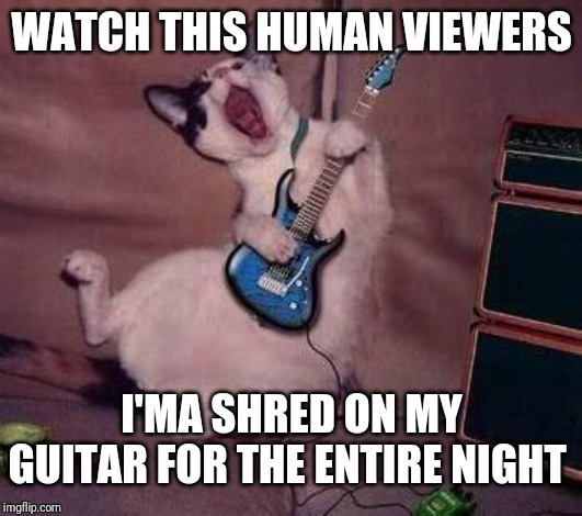 Watch this kitty do his first concert :) | WATCH THIS HUMAN VIEWERS; I'MA SHRED ON MY GUITAR FOR THE ENTIRE NIGHT | image tagged in guitar cat,cats,memes,funny cat memes,cat memes | made w/ Imgflip meme maker