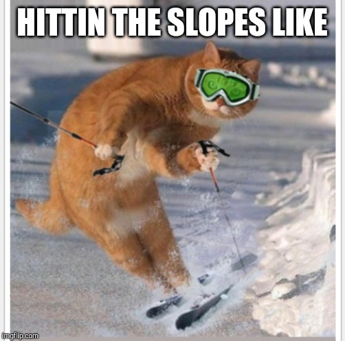 yep | HITTIN THE SLOPES LIKE | image tagged in cat,skiing | made w/ Imgflip meme maker