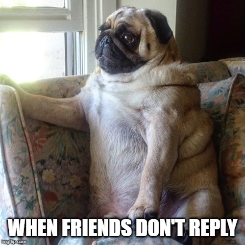 Pug | WHEN FRIENDS DON'T REPLY | image tagged in pug | made w/ Imgflip meme maker