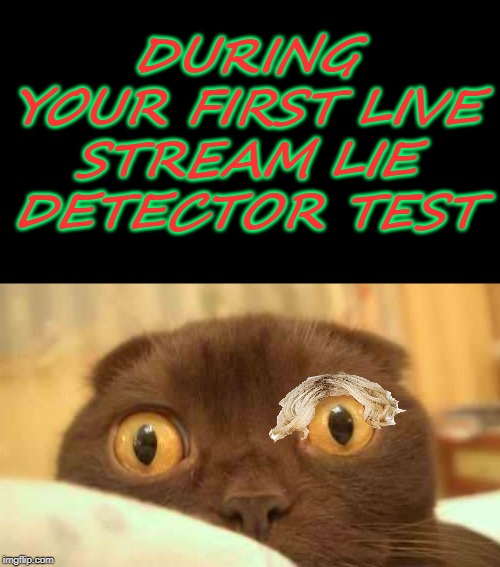 scaredy cat | DURING YOUR FIRST LIVE STREAM LIE DETECTOR TEST | image tagged in scaredy cat | made w/ Imgflip meme maker