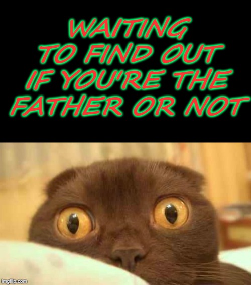 scaredy cat | WAITING TO FIND OUT IF YOU'RE THE FATHER OR NOT | image tagged in scaredy cat | made w/ Imgflip meme maker