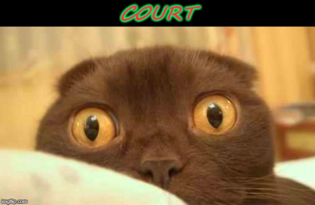 scaredy cat | COURT | image tagged in scaredy cat | made w/ Imgflip meme maker