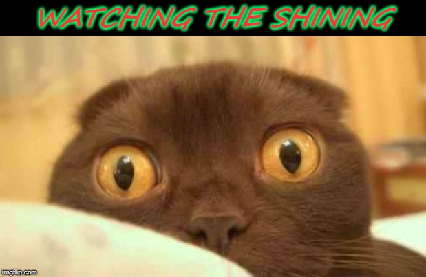 scaredy cat | WATCHING THE SHINING | image tagged in scaredy cat | made w/ Imgflip meme maker