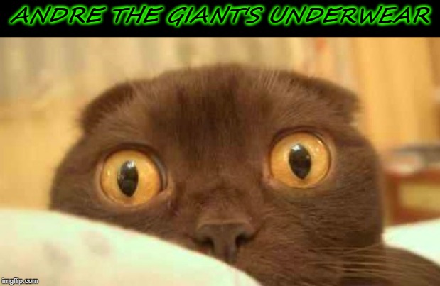 scaredy cat | ANDRE THE GIANT'S UNDERWEAR | image tagged in scaredy cat | made w/ Imgflip meme maker