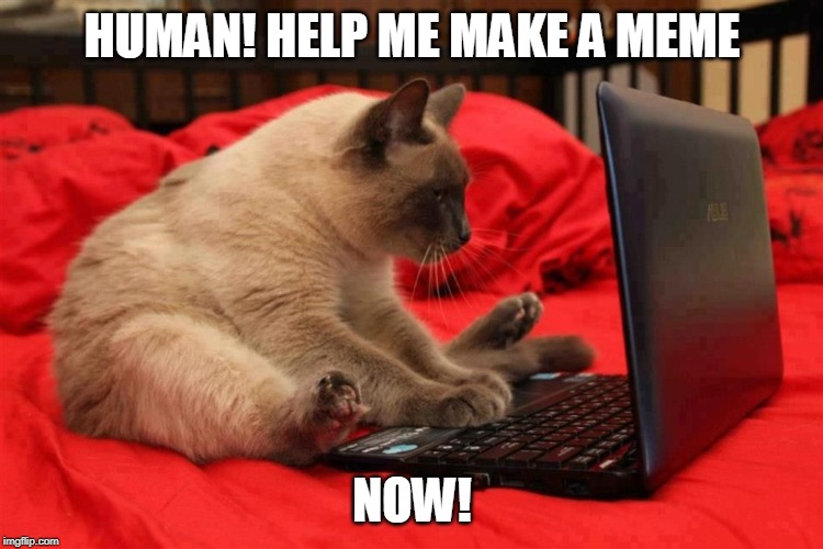 Cat computer | HUMAN! HELP ME MAKE A MEME; NOW! | image tagged in cat computer | made w/ Imgflip meme maker