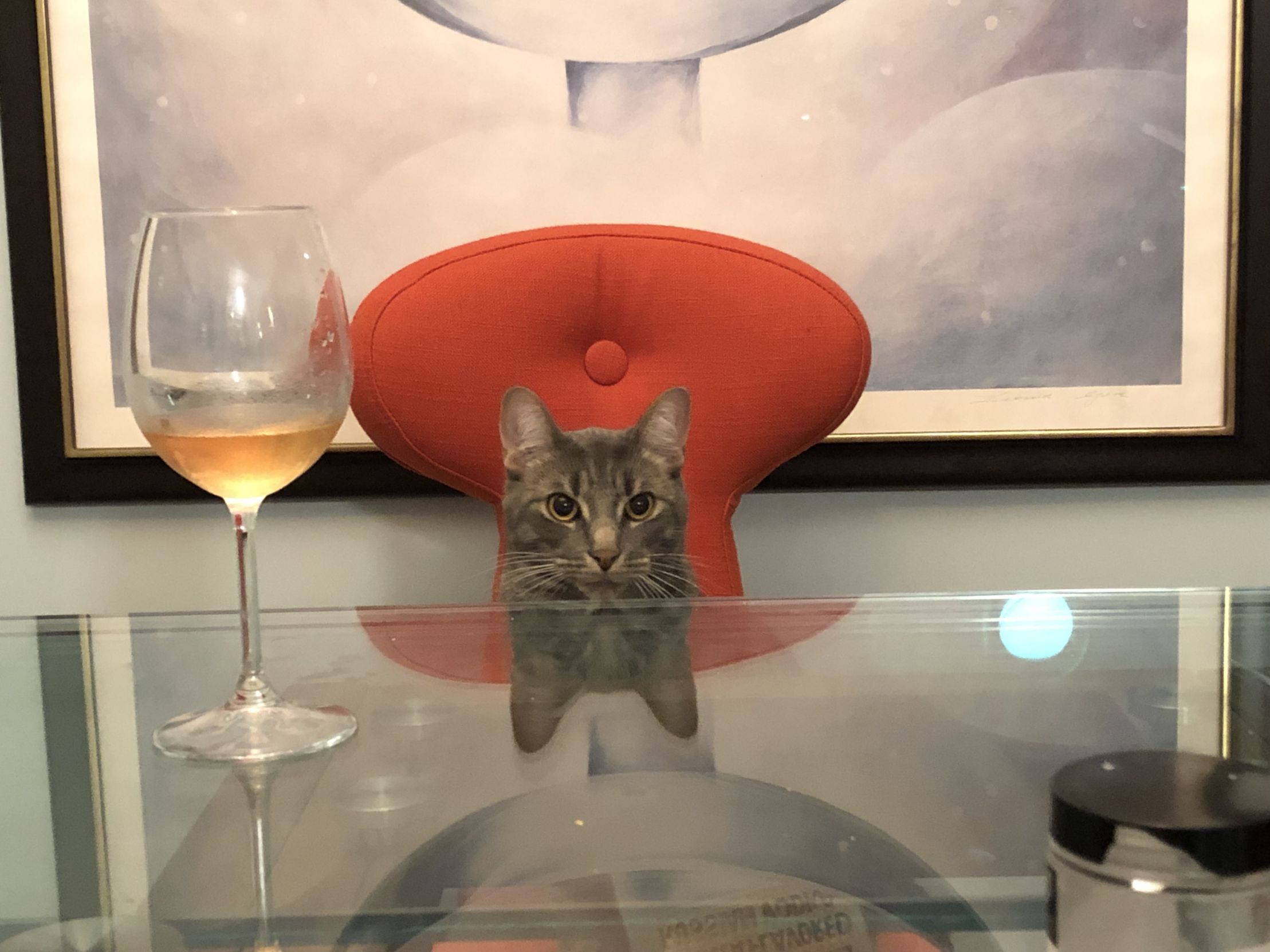 Godfather wine cat Blank Meme Template