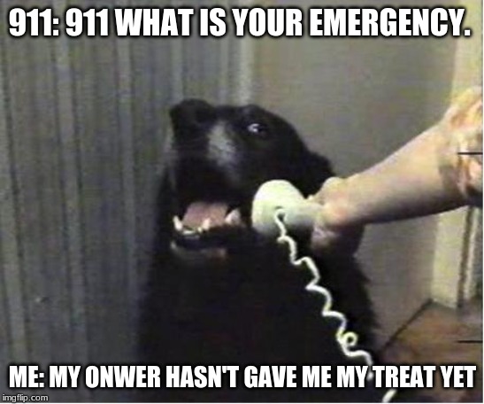 Yes this is dog | 911: 911 WHAT IS YOUR EMERGENCY. ME: MY ONWER HASN'T GAVE ME MY TREAT YET | image tagged in yes this is dog | made w/ Imgflip meme maker