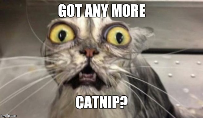 Crazy Cat | GOT ANY MORE CATNIP? | image tagged in crazy cat | made w/ Imgflip meme maker