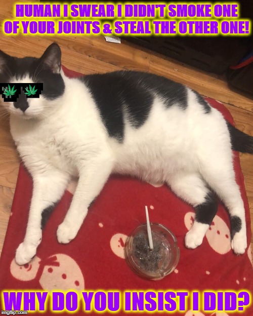 STONED CAT | HUMAN I SWEAR I DIDN'T SMOKE ONE OF YOUR JOINTS & STEAL THE OTHER ONE! WHY DO YOU INSIST I DID? | image tagged in stoned cat | made w/ Imgflip meme maker