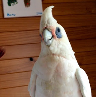 bare eyed cockatoo Blank Meme Template