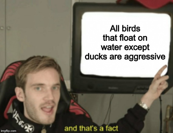 and that's a fact | All birds that float on water except ducks are aggressive | image tagged in and that's a fact | made w/ Imgflip meme maker