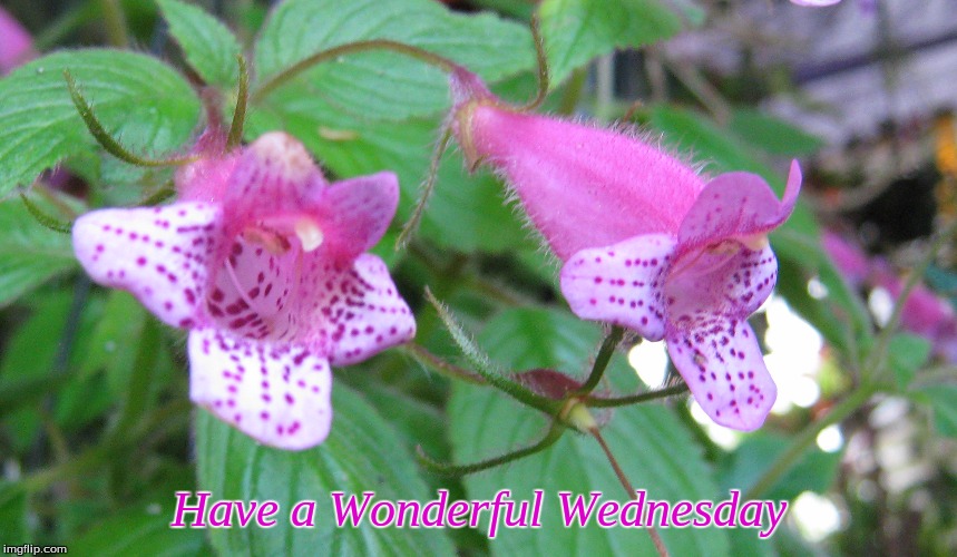 Have a Wonderful Wednesday | Have a Wonderful Wednesday | image tagged in memes,flowers,wednesday,good morning,good morning flowers | made w/ Imgflip meme maker