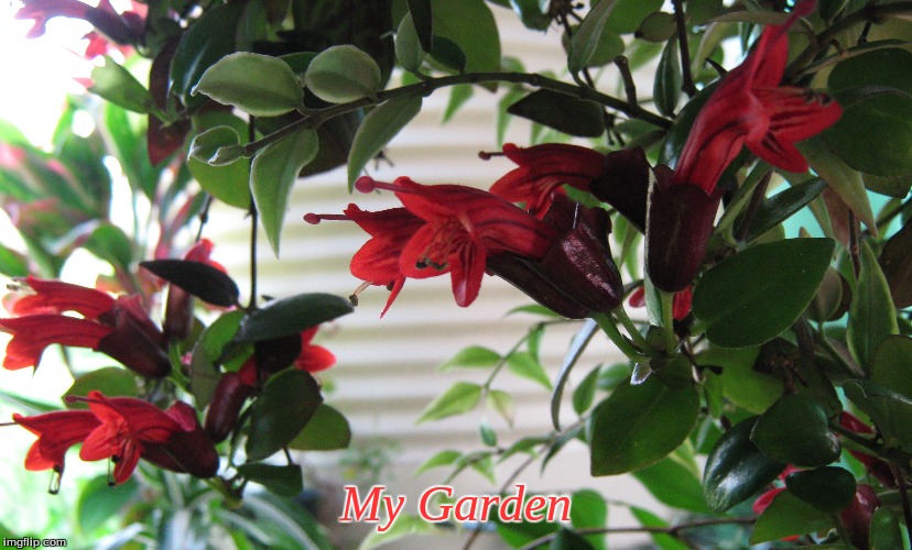 My Garden | My Garden | image tagged in memes,flowers,garden | made w/ Imgflip meme maker